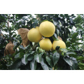 2021 High Quality Export Price Citrus Fruit Chinese Fresh Golden Pomelo